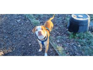 Reeves - Male Staffordshire Bull Terrier Photo