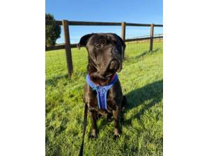 Apollo - Mastiff Cross Photo