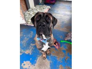 Hugo - Male Mastiff Photo