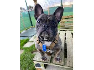 Frank - Male French Bulldog Photo