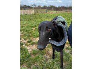 Ray - Male Greyhound Photo