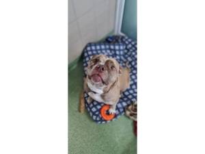 Bambi - Female Bulldog Photo