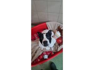 Beau - Male Staffordshire Bull Terrier Photo