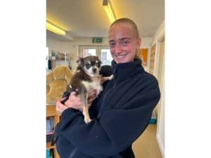 Clarissa - Female Chihuahua Photo