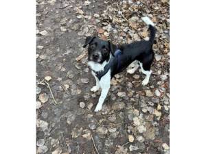 Claus - Male Terrier - other Photo