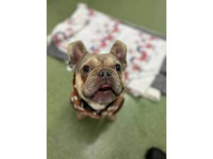 Gonk - Male French Bulldog Photo