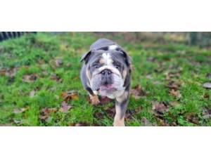 Koala - Female Bulldog Photo