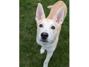 Simba - Male Husky Cross Photo