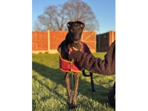 Mick - Male Greyhound Photo