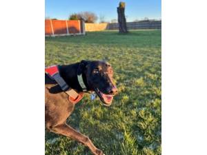 Adam - Male Greyhound Photo