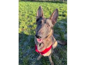 Willow - Female German Shepherd Photo