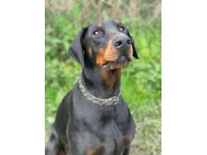 Bomma - Male Dobermann Photo