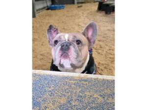 Ludo - Male French Bulldog Photo