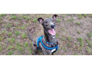 Splash - Male Lurcher Photo