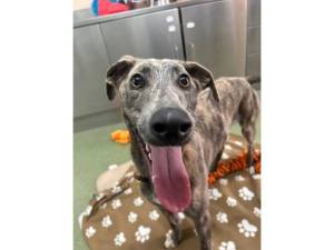 Puddle - Male Lurcher Photo