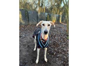 Pirelli - Male Lurcher Photo
