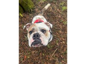Enid - Female Bulldog Photo