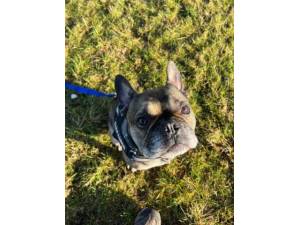 Boycie - Male French Bulldog Photo