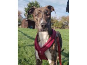 Will - Male Greyhound Cross Photo