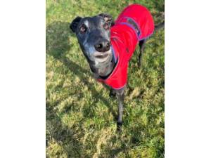 Chubbs - Male Greyhound Photo