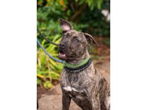 Nile - Male Dogs Photo