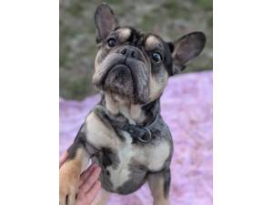 Ozzie - Male French Bulldog Photo