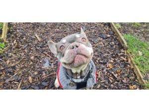 French Bulldog For Adoption in Leicester