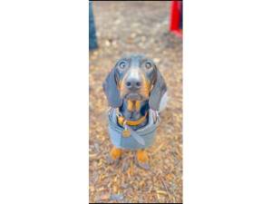 Sausage - Male Dachshund Photo