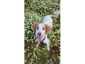 Cliff - Male Spaniel Cross Photo