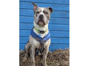 Finley - Male Bulldog Cross Photo