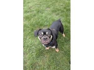 Pickles - Female French Bulldog Photo