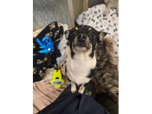 Herbie (&amp; Matilda) - Male Chihuahua Photo