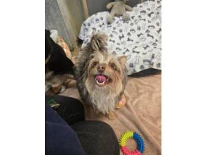 Matilda (&amp; Herbie) - Female Chihuahua Cross Photo