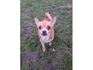 Bob - Male Chihuahua Photo