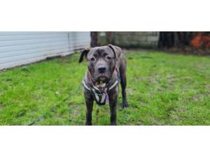 Peaches - Female Cane Corso Photo
