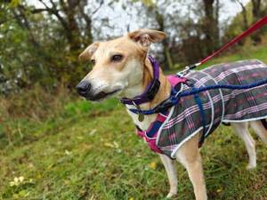 Lurcher For Adoption in Leicester