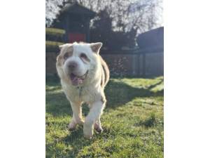 Lenny  - Male Sharpei Photo