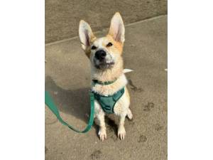 Nala - Female Crossbreed Photo