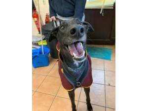 Monty - Male Greyhound Photo