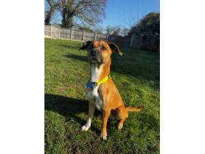 Ralphie - Male Crossbreed Photo