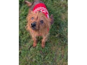 Rosie - Female Yorkshire Terrier Photo