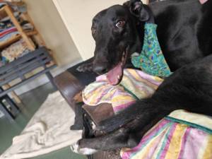 Greyhound For Adoption in Leicester