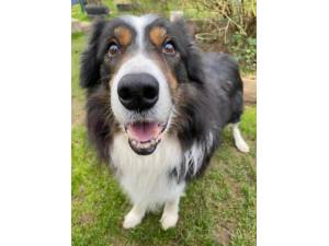 Scout (with Tiegan) - Male Border Collie Photo