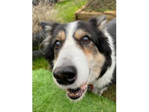 Tiegan (with Scout) - Female Border Collie Photo