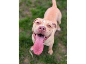 Honey - Female Staffordshire Bull Terrier Cross Photo