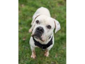 Chance - Male American Bulldog Photo