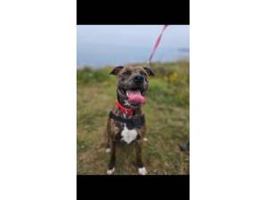 Levi  - Male Staffordshire Bull Terrier Cross Photo