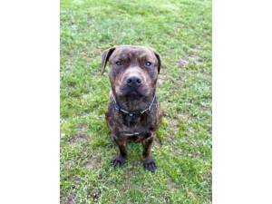 Barry - Male Staffordshire Bull Terrier Cross Photo