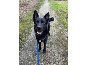 Rex - Male German Shepherd Cross Photo