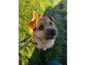 Luca - Male Norfolk Terrier Cross Photo
